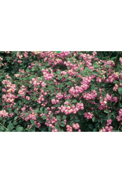 Сніжноягідник доренбоза Аметист